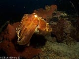 Cuttle Fish Gili Air  Divers - Gili Meno Divers Gili Trawangan Lombok Bali Indonesia